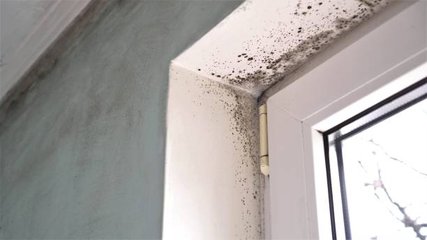 Best Post-Flood Mold Remediation in Winter Haven, FL