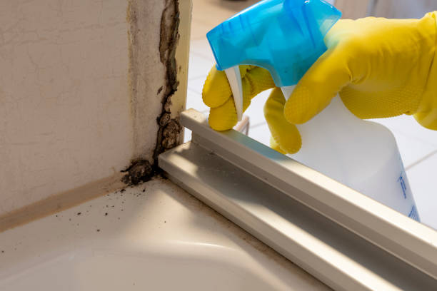 Best Kitchen Mold Remediation in Winter Haven, FL